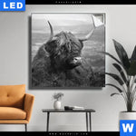 Leuchtbild Hochland Rind Schwarz Weiss No 2 Quadrat Produktvorschau mit dem Bild Hochland-Rind Schwarz-Weiß No. 2 im Format Quadrat.
