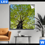 Leuchtbild Hoher Baum Quadrat Produktvorschau mit dem Bild Hoher Baum im Format Quadrat.