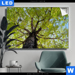 Leuchtbild Hoher Baum Querformat Produktvorschau mit dem Bild Hoher Baum im Format Querformat.