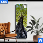 Leuchtbild Hoher Baum Schmal Produktvorschau mit dem Bild Hoher Baum im Format Schmal.