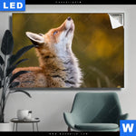 Leuchtbild Junger Fuchs Querformat Produktvorschau mit dem Bild Junger Fuchs im Format Querformat.