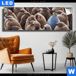 Leuchtbild Koenigspinguine Panorama Produktvorschau mit dem Bild Königspinguine im Format Panorama.