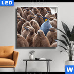 Leuchtbild Koenigspinguine Quadrat Produktvorschau mit dem Bild Königspinguine im Format Quadrat.