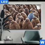 Leuchtbild Koenigspinguine Querformat Produktvorschau mit dem Bild Königspinguine im Format Querformat.