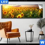 Leuchtbild Leuchtend Gelbe Sonnenblumen Am Abend Panorama Produktvorschau mit dem Bild Leuchtend gelbe Sonnenblumen am Abend im Format Panorama.