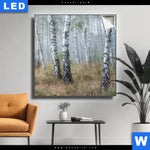 Leuchtbild Nebliger Morgen Im Birkenwald Quadrat Produktvorschau mit dem Bild Nebliger Morgen im Birkenwald im Format Quadrat.