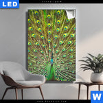 Leuchtbild Pfauenschwanz Hochformat Produktvorschau mit dem Bild Pfauenschwanz im Format Hochformat.