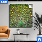 Leuchtbild Pfauenschwanz Quadrat Produktvorschau mit dem Bild Pfauenschwanz im Format Quadrat.