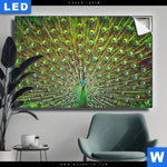 Leuchtbild Pfauenschwanz Querformat Produktvorschau mit dem Bild Pfauenschwanz im Format Querformat.