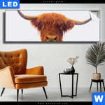 Leuchtbild Schottisches Hochlandrind Panorama Produktvorschau mit dem Bild Schottisches Hochlandrind im Format Panorama.