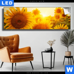 Leuchtbild Sonnenblumen Im Abendlicht Panorama Produktvorschau mit dem Bild Sonnenblumen im Abendlicht im Format Panorama.