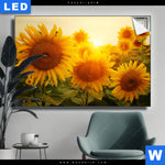 Leuchtbild Sonnenblumen Im Abendlicht Querformat Produktvorschau mit dem Bild Sonnenblumen im Abendlicht im Format Querformat.