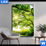 Leuchtbild Sonnendurchfluteter Baum Hochformat Produktvorschau mit dem Bild Sonnendurchfluteter Baum im Format Hochformat.
