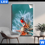 Leuchtbild Sonnenkaefer Auf Pusteblume Hochformat Produktvorschau mit dem Bild Sonnenkäfer auf Pusteblume im Format Hochformat.