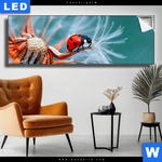 Leuchtbild Sonnenkaefer Auf Pusteblume Panorama Produktvorschau mit dem Bild Sonnenkäfer auf Pusteblume im Format Panorama.