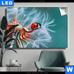 Leuchtbild Sonnenkaefer Auf Pusteblume Querformat Produktvorschau mit dem Bild Sonnenkäfer auf Pusteblume im Format Querformat.