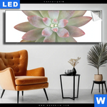 Leuchtbild Sukkulente No 1 Panorama Produktvorschau mit dem Bild Sukkulente No.1 im Format Panorama.