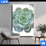 Leuchtbild Sukkulente No 3 Hochformat Produktvorschau mit dem Bild Sukkulente No.3 im Format Hochformat.