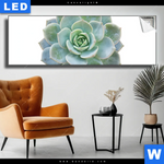 Leuchtbild Sukkulente No 3 Panorama Produktvorschau mit dem Bild Sukkulente No.3 im Format Panorama.