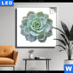 Leuchtbild Sukkulente No 3 Quadrat Produktvorschau mit dem Bild Sukkulente No.3 im Format Quadrat.