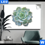 Leuchtbild Sukkulente No 3 Querformat Produktvorschau mit dem Bild Sukkulente No.3 im Format Querformat.