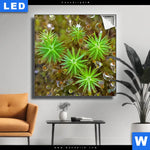 Leuchtbild Tautropfen Auf Moos Quadrat Produktvorschau mit dem Bild Tautropfen auf Moos im Format Quadrat.