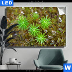 Leuchtbild Tautropfen Auf Moos Querformat Produktvorschau mit dem Bild Tautropfen auf Moos im Format Querformat.