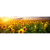 Motivvorschau Leuchtbild Panorama Leuchtend gelbe Sonnenblumen am Abend