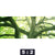 Poster Baum Im Wald Panorama Motivorschau Seitenverhaeltnis 5 2