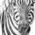 Poster Bleistiftzeichnung Zebra Hochformat