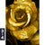 Poster Goldene Rose Hochformat Motivorschau Seitenverhaeltnis 3 4