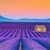 Poster Lavendel Blumen Feld Panorama