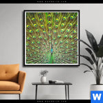 Poster Pfauenschwanz Quadrat Produktvorschau mit dem Bild Pfauenschwanz im Format Quadrat.