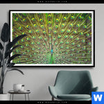 Poster Pfauenschwanz Querformat Produktvorschau mit dem Bild Pfauenschwanz im Format Querformat.