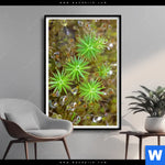 Poster Tautropfen Auf Moos Hochformat Produktvorschau mit dem Bild Tautropfen auf Moos im Format Hochformat.