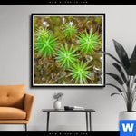Poster Tautropfen Auf Moos Quadrat Produktvorschau mit dem Bild Tautropfen auf Moos im Format Quadrat.