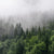 Poster Wald Im Nebel Quadrat Motivvorschau