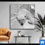 Spannbild Der Eisbaer Quadrat Produktvorschau mit dem Bild Der Eisbär im Format Quadrat.