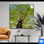 Spannbild Hoher Baum Quadrat Produktvorschau mit dem Bild Hoher Baum im Format Quadrat.