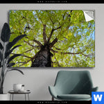 Spannbild Hoher Baum Querformat Produktvorschau mit dem Bild Hoher Baum im Format Querformat.