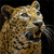 Spannbild Leopard In Der Dunkelheit Schmal