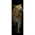 Spannbild Leopard In Der Dunkelheit Schmal Motivvorschau
