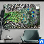 Spannbild Pfaufedern Querformat Produktvorschau mit dem Bild Pfaufedern im Format Querformat.