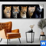 Spannbild Raubkatzen Panorama Produktvorschau mit dem Bild Raubkatzen im Format Panorama.