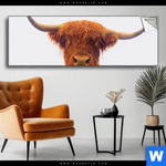 Spannbild Schottisches Hochlandrind Panorama Produktvorschau mit dem Bild Schottisches Hochlandrind im Format Panorama.