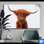 Spannbild Schottisches Hochlandrind Querformat Produktvorschau mit dem Bild Schottisches Hochlandrind im Format Querformat.