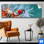 Spannbild Sonnenkaefer Auf Pusteblume Panorama Produktvorschau mit dem Bild Sonnenkäfer auf Pusteblume im Format Panorama.