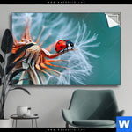 Spannbild Sonnenkaefer Auf Pusteblume Querformat Produktvorschau mit dem Bild Sonnenkäfer auf Pusteblume im Format Querformat.