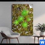 Spannbild Tautropfen Auf Moos Hochformat Produktvorschau mit dem Bild Tautropfen auf Moos im Format Hochformat.