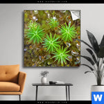 Spannbild Tautropfen Auf Moos Quadrat Produktvorschau mit dem Bild Tautropfen auf Moos im Format Quadrat.
